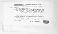 Puccinia hieracii image